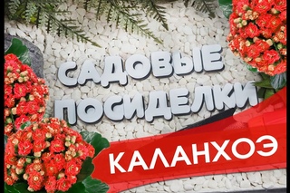 Каланхоэ - секреты ухода и выращивания в домашних условиях. Почему не цветет и желтеют листья.