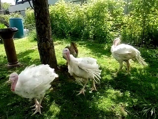 Освобожденные Алиса, Зоя и Жозефина делают первые шаги