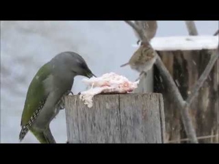 Аламбай. Седой дятел на кормушке