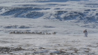 Американец подкрадывается к овцебыкам (Россия).An American sneaks up on musk oxen (Russia).