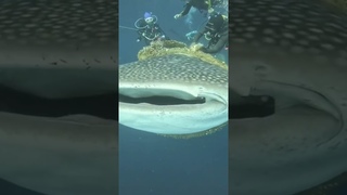 Link in bio if you love the oceans!!  Hopefully they managed to get the rope off C: Mohamed Nashee
