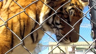Tiger meowing