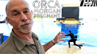 Orca MORGAN: Schwangerschaft im LORO PARQUE |