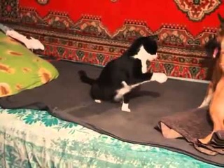 Кот и Пес