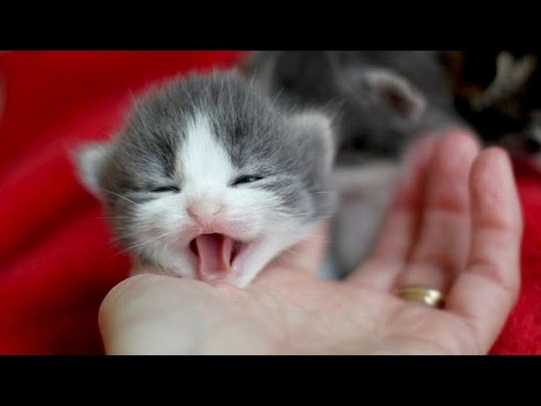 Little kittens meowing and talking Cute cat