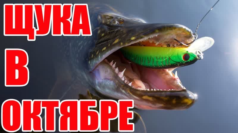 Рыбалка на щуку в