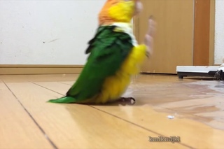 caique does a silly walk - looped
