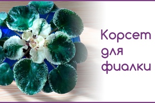 Корсет для фиалки
