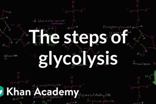 Steps of glycolysis | Cellular respiration | Biology | Khan Academy