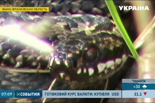 Семеро людей потрапили за вихідні до лікарень Прикарпаття