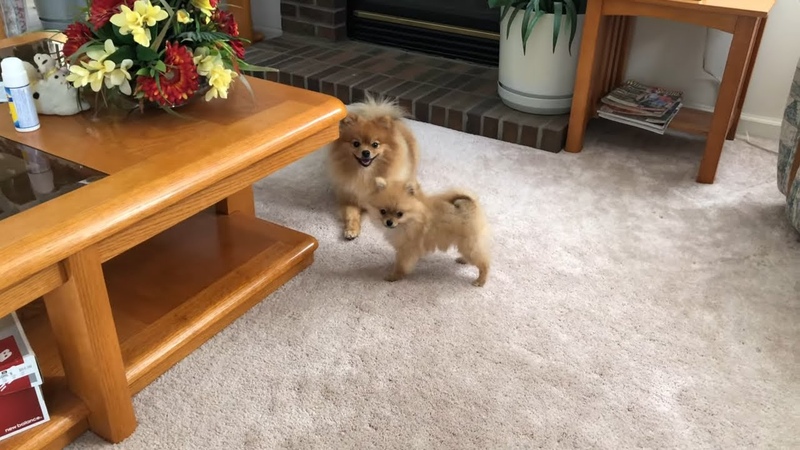 Tiny Pomeranian Puppies Run Barking The Video That Will Change Your