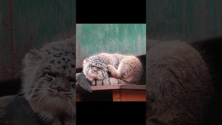 Pallas's cat manul The fuzziest one of the siblings