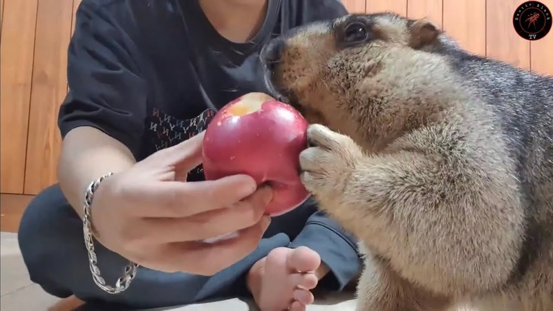 marmot eats a big
