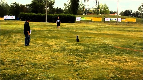 Black Dwarf Devil Cassie Pissy XVI. Bende Cup National talent spotter BH