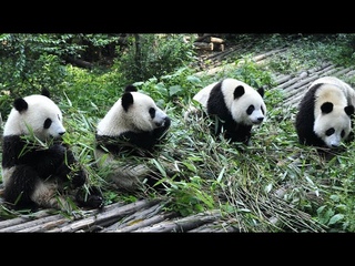 Panda Funny Moment Videos 🐼 The Panda is Super Cute When Eating 🐼 Panda Video Compilation