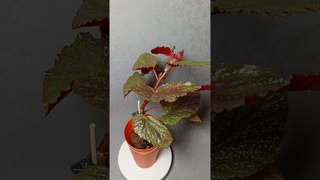 Begonia Polka Dot Pink