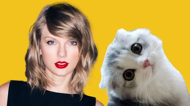 Taylor Swift s Cats Olivia and Meredith Cat Videos New