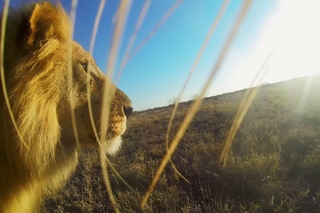 ● Лев с GoPro ●