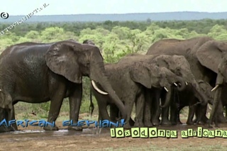 African bush elephant / Саванный слон / Loxodonta africana