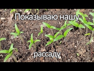 Показываю нашу рассаду. В чëм замачивал семена и чем поливаю