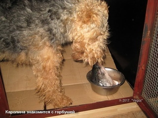 Welsh Terriers with red fish.