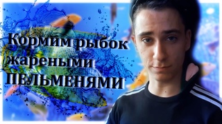 Павлик кормит пираний