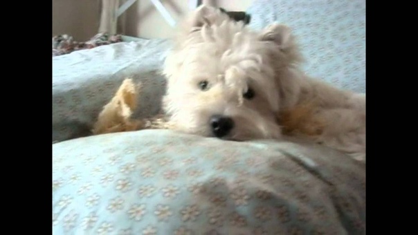 Westie puppy Lupi 10 to 16