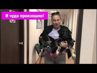 Собака , которой оставалось жить 2 часа | Как сложилась судьба Цыганочки?