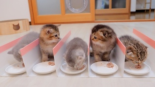 Here is the reaction when we erected a fence to prevent the kittens from competing for baby food.