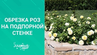 Как обрезать розы на подпорной стенке