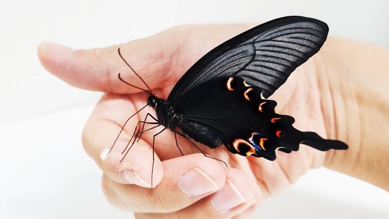 제비나비와 친구과 되는 과정 The Process Of Making Friends With a Giant Butterfly ( Long tail