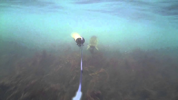 Water Wolf Camera First