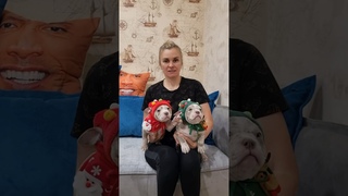 Чудесные девчонки в самые любящие руки по оочень сладкой цене  Американский булли