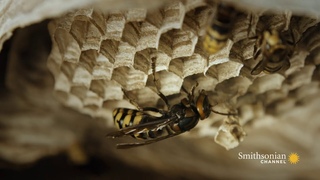 Fascinating: Hornets Build An Elaborate Nest Inside a Tree