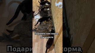 Присоединяетесь также в ТГ канале, там живое общение и не только про животных. #кошки #приют