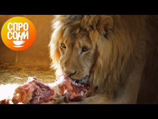 Программа «Спросони». Московский зоопарк