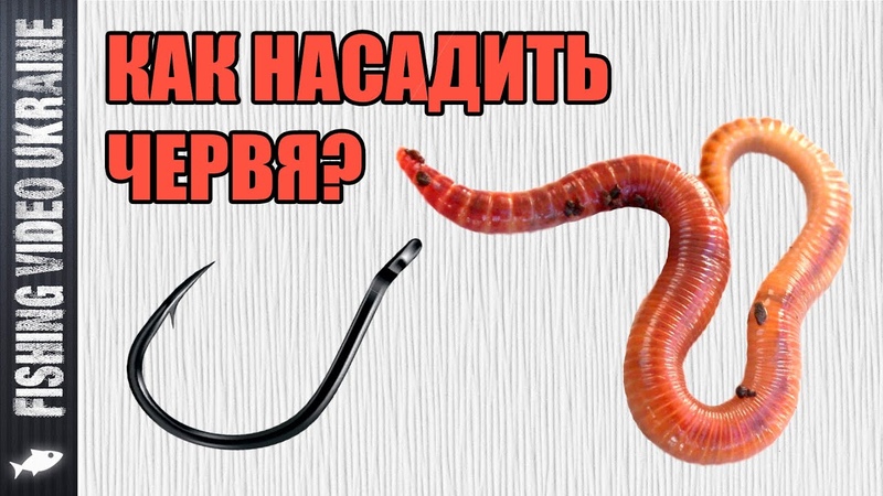 Как насадить червя на крючок,