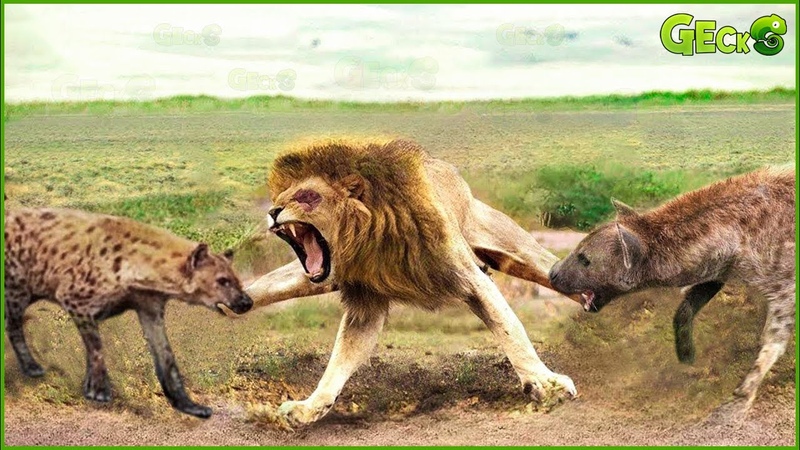 35 Moments When Angry Hyenas Attack Lions To Rescue Their Brethren And The Unexpected