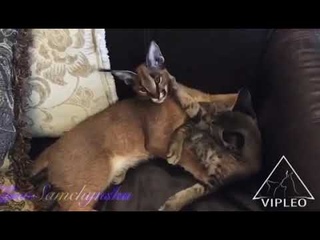 VIPLEO. Caracal SKIF VIPEO, Caracat F1 VIPLEO NORA. Каракал и каракет ф1.
