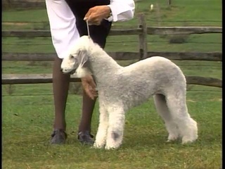 Bedlington Terrier - AKC Dog Breed Series