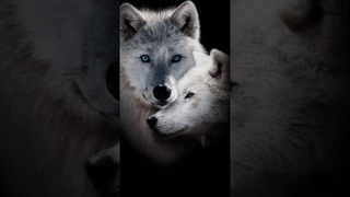Удивительное создание 🐺