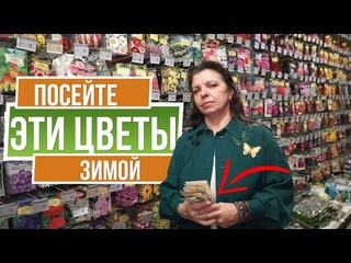 Посейте эти цветы зимой   Лучшие цветы для посева под зиму