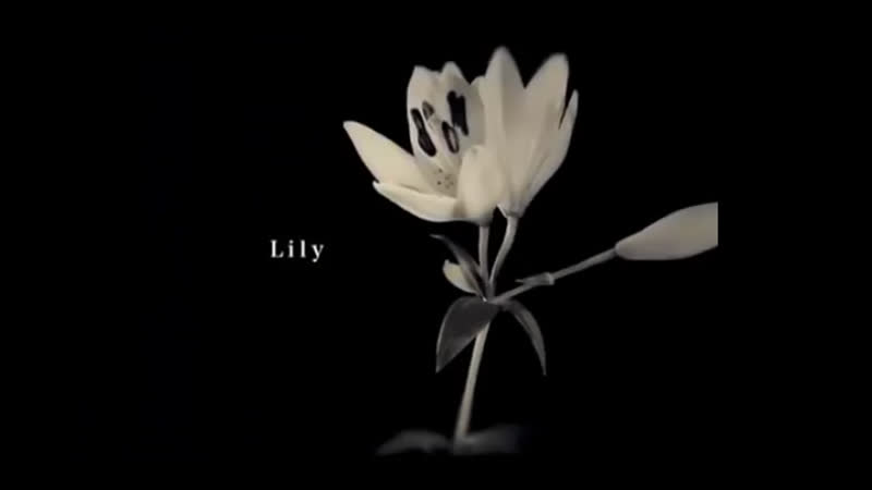 DIAURA Lily