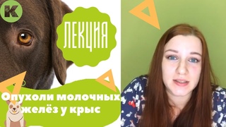 Как лечить и диагностировать новообразования молочных желез у крыс