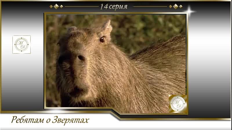 BBC Ребятам о зверятах 14 серия, BBC All about animals
