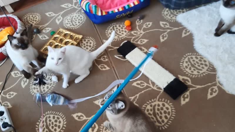 Все тайские котики и кошечки любят играть дразнилкой