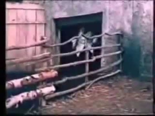 Козёл-Провокатор (Нервных просим не смотреть!)