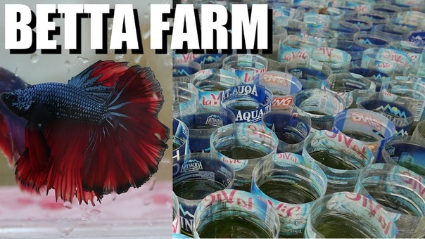 BETTA FIGHTING FISH PASSION: From 1 to 10, 000 The Best in
