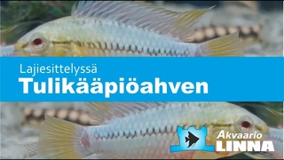Tulikääpiöahven, Apistogramma hongsloi