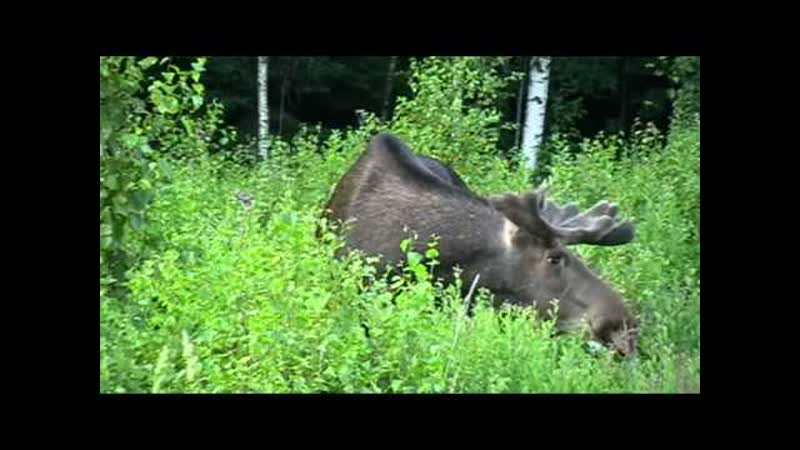 Встреча с лосём Лосином острове